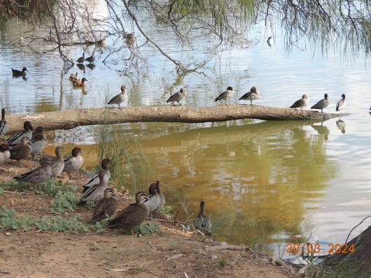 Ducks at the Murray